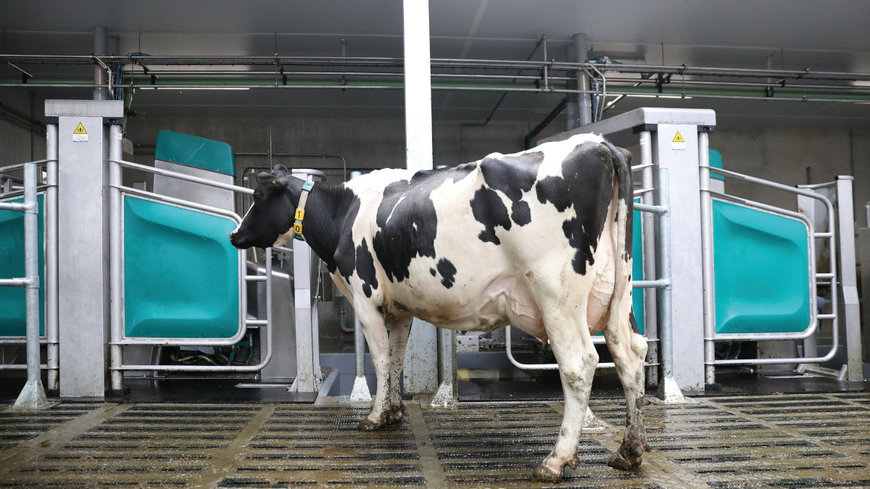 GEA drives the automation and digital transformation on dairy farms